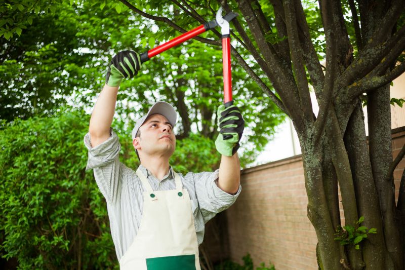 Professional Tree Service Team
