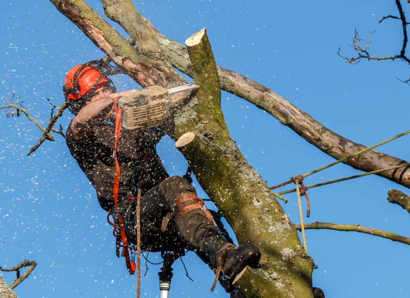Safety Gear for Tree Work