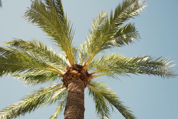 Palm Tree Pruning in Danville