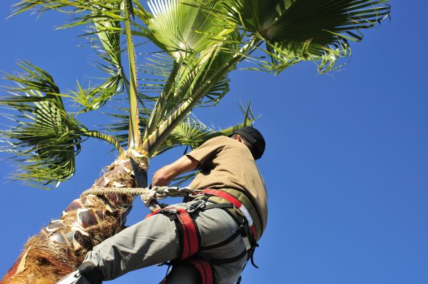 Palm Tree Trimming in Danville