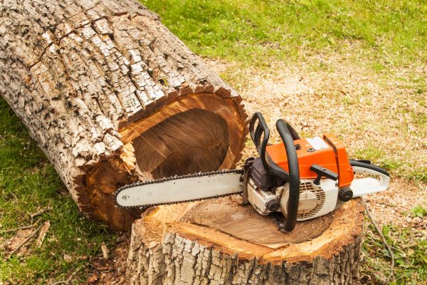 Tree Cutting Service in Danville