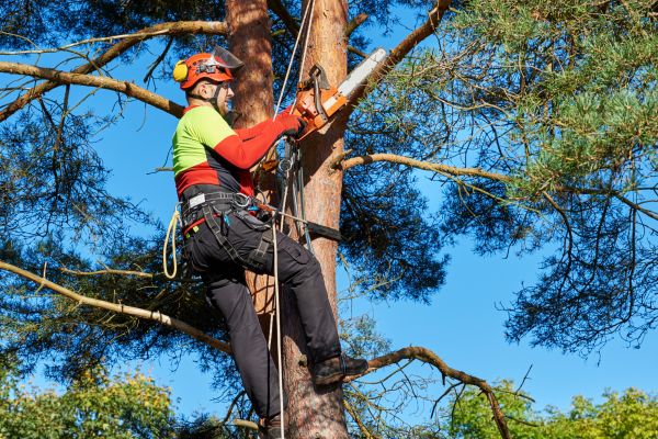 Tree Service in Danville