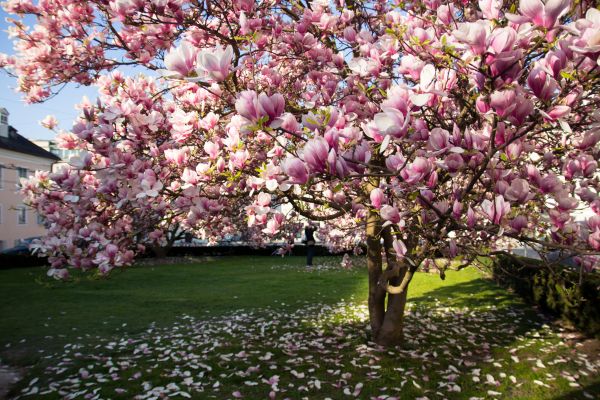 Ornamental Tree Pruning in Danville