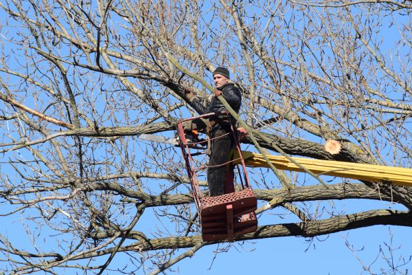 Cost of Emergency Tree Trimming in Danville