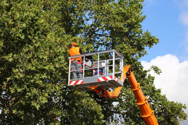 Commercial Tree Service in Danville
