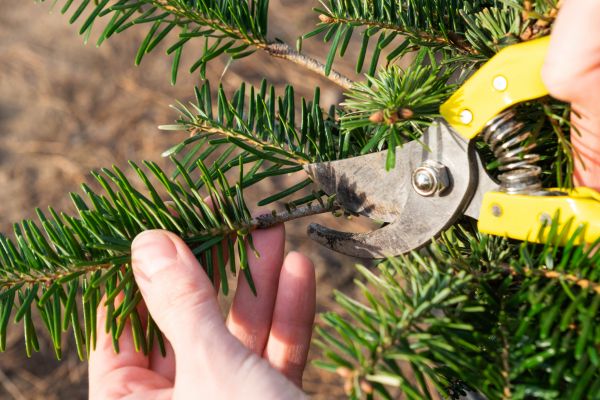 Pine Tree Pruning in Danville