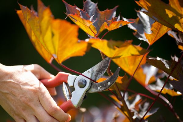 Cost of Maple Tree Pruning in Danville