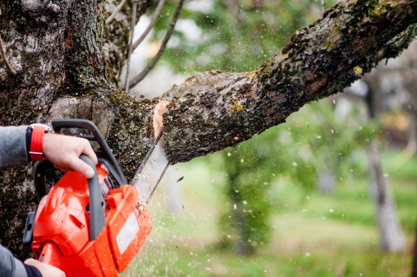 Cost of Tree Limbs Removal in Danville