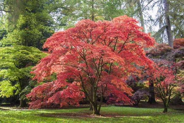 Japanese Maple Pruning in Danville