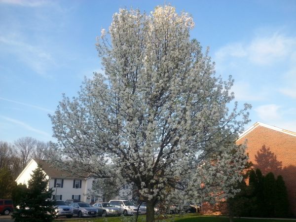 Bradford Pear Tree Pruning in Danville