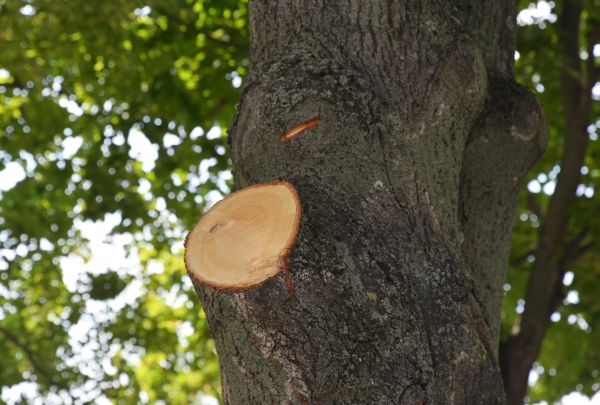 Limb Cutting in Danville