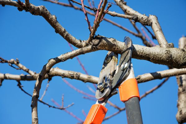 Tree Pruning in Danville
