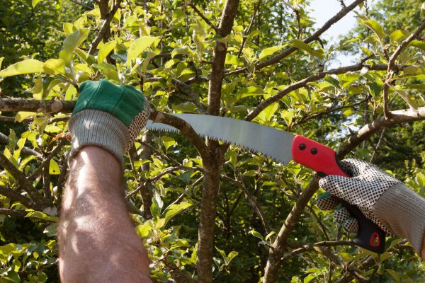 Apple Tree Trimming in Danville